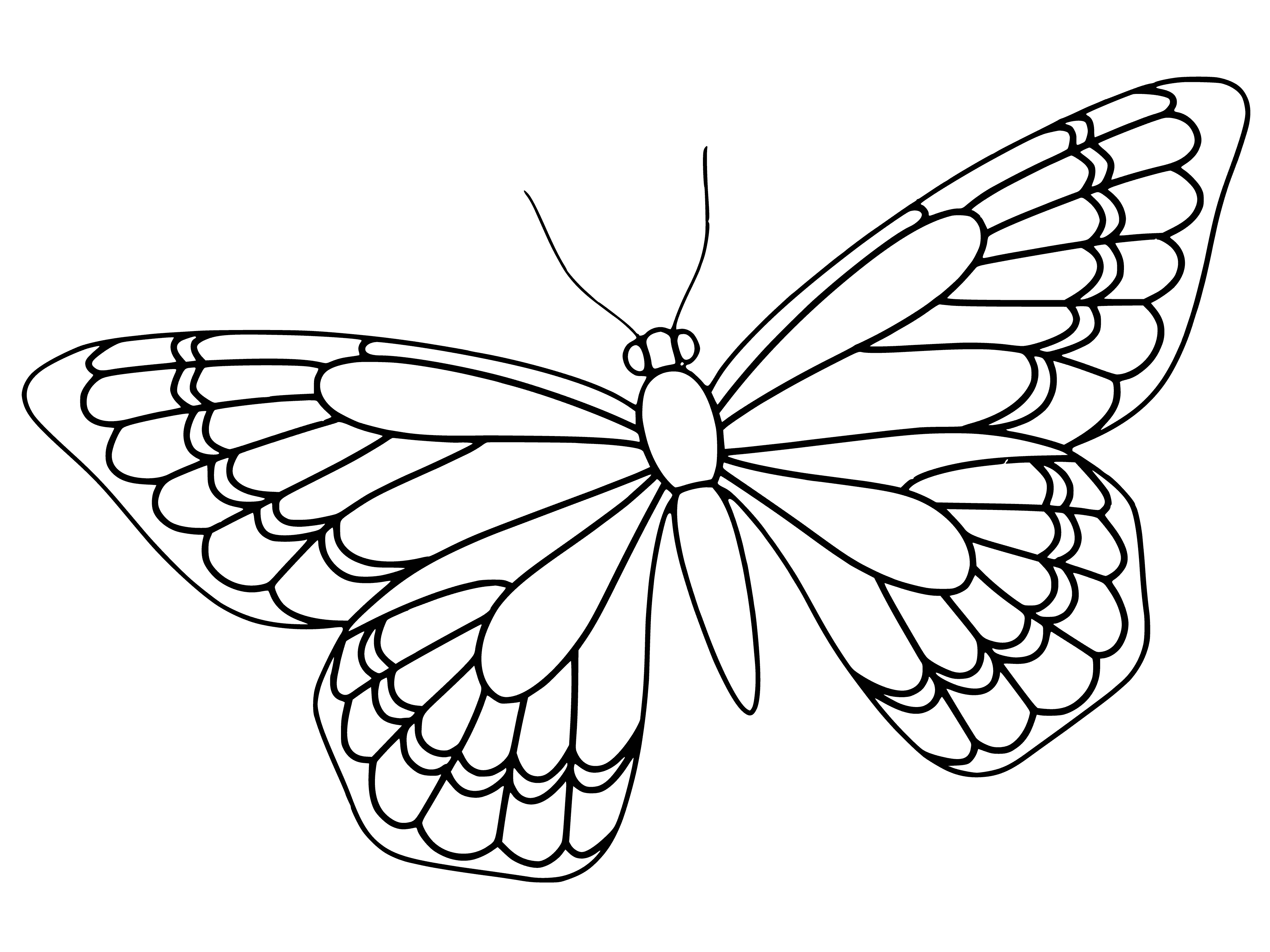 coloring page: Black and white butterfly coloring