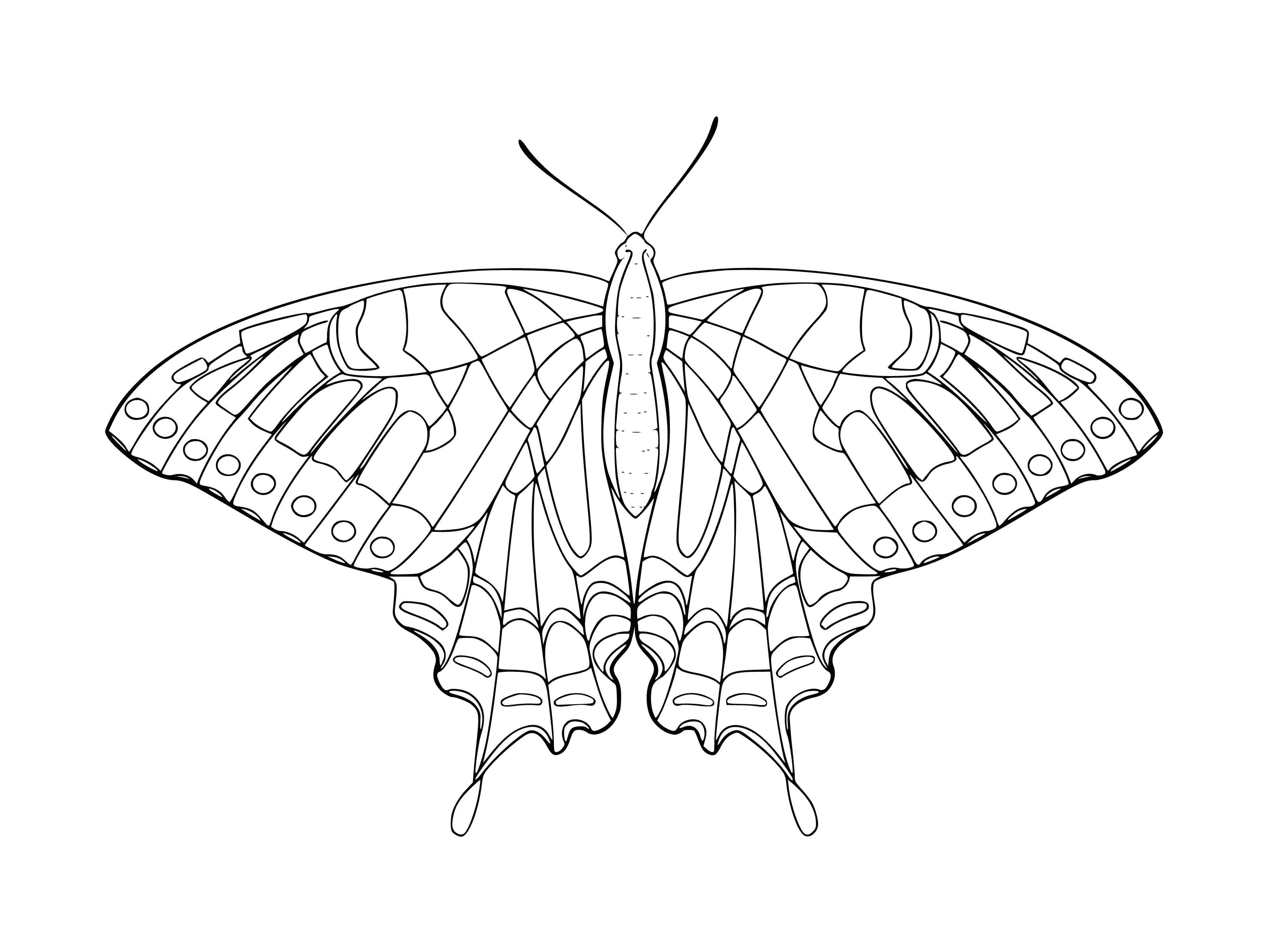 coloring page: Black and white coloring of butterflies for children