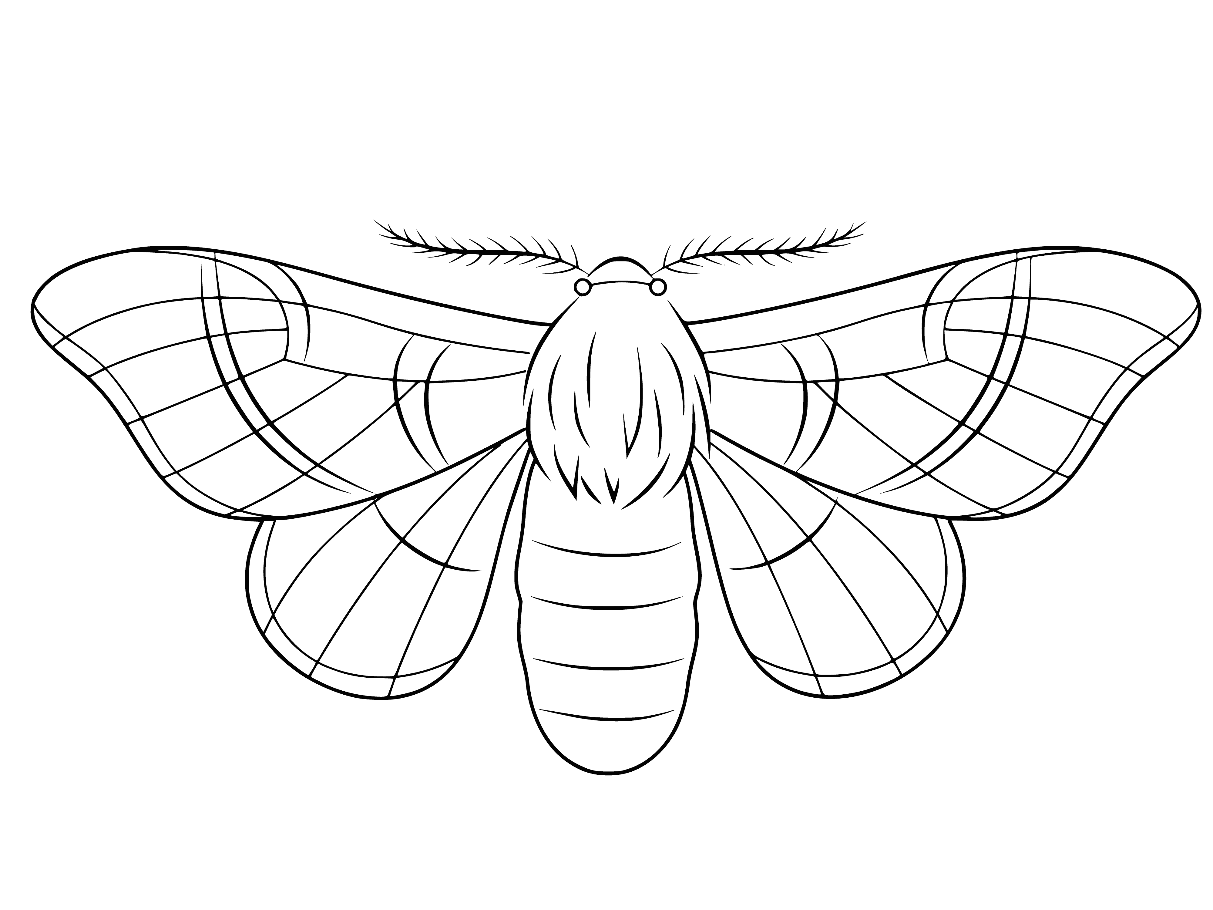 coloring page: Coloring moth butterfly in black and white