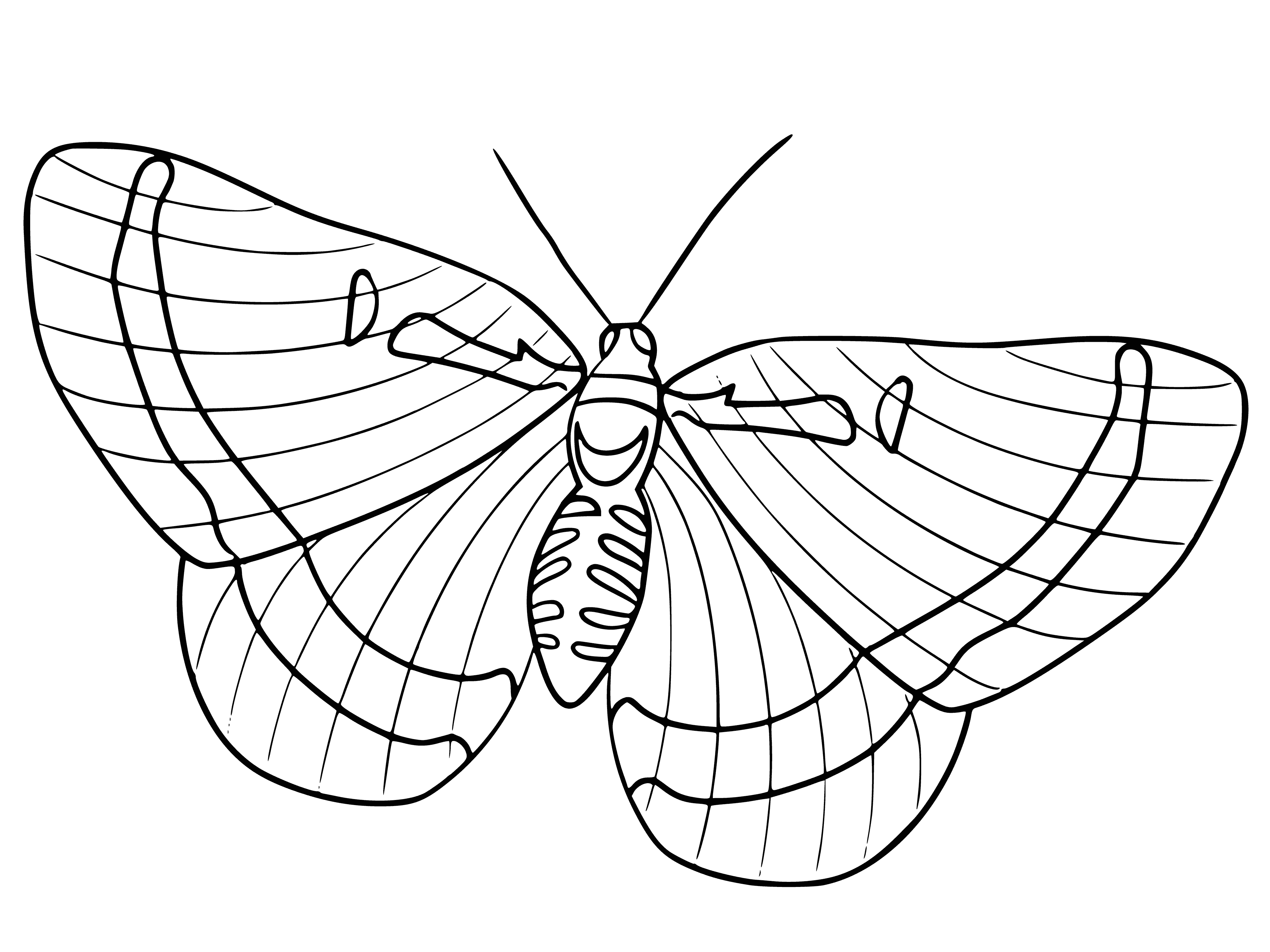 coloring page: Contour butterfly coloring