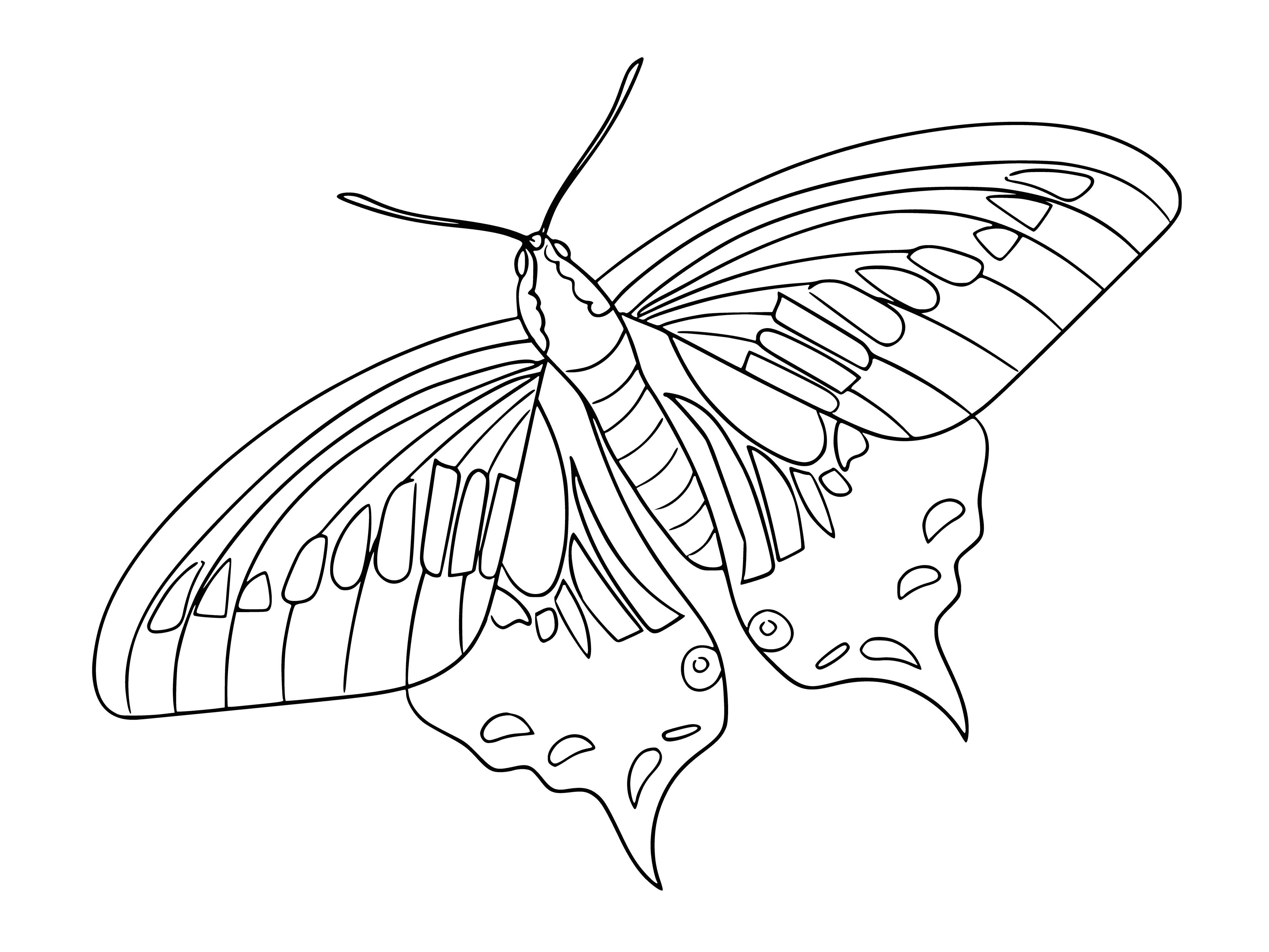 coloring page: Contour coloring of butterflies for children