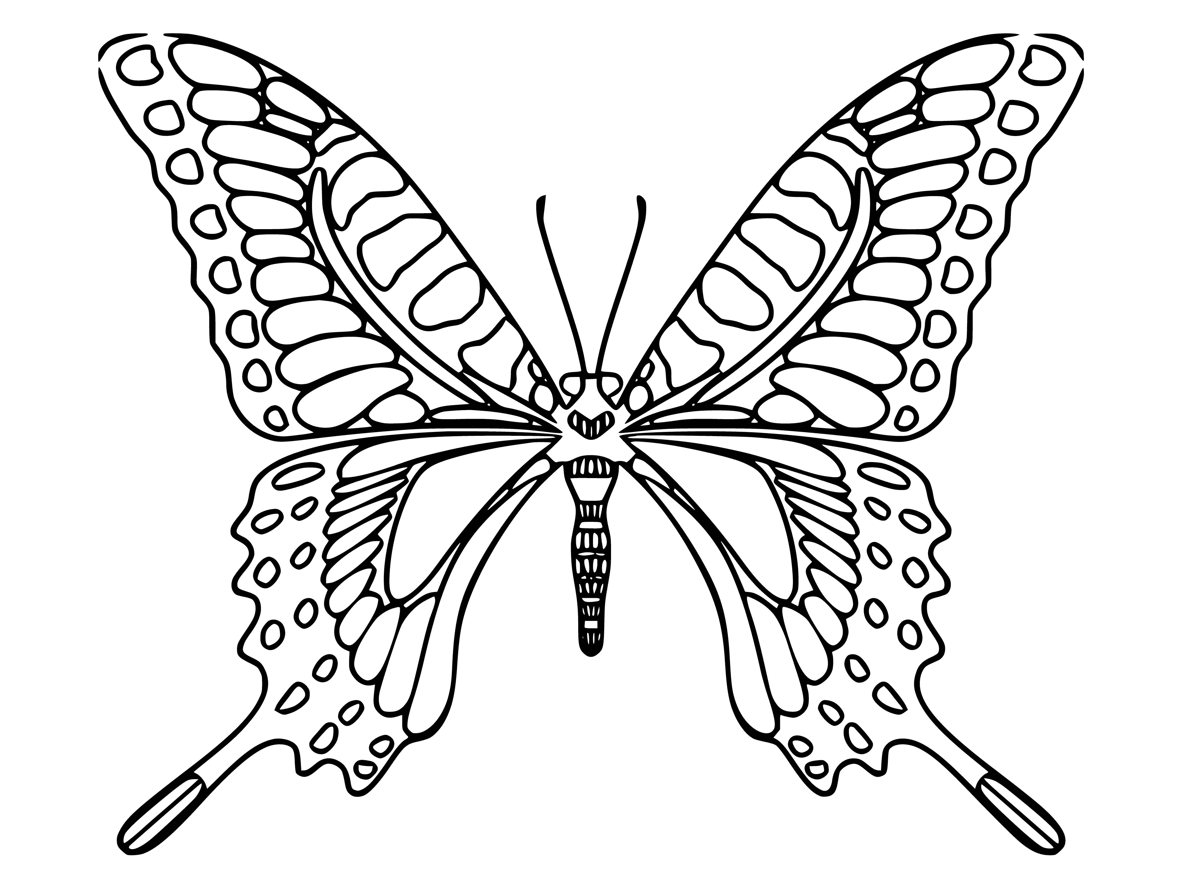 coloring page: Mahon butterfly for coloring