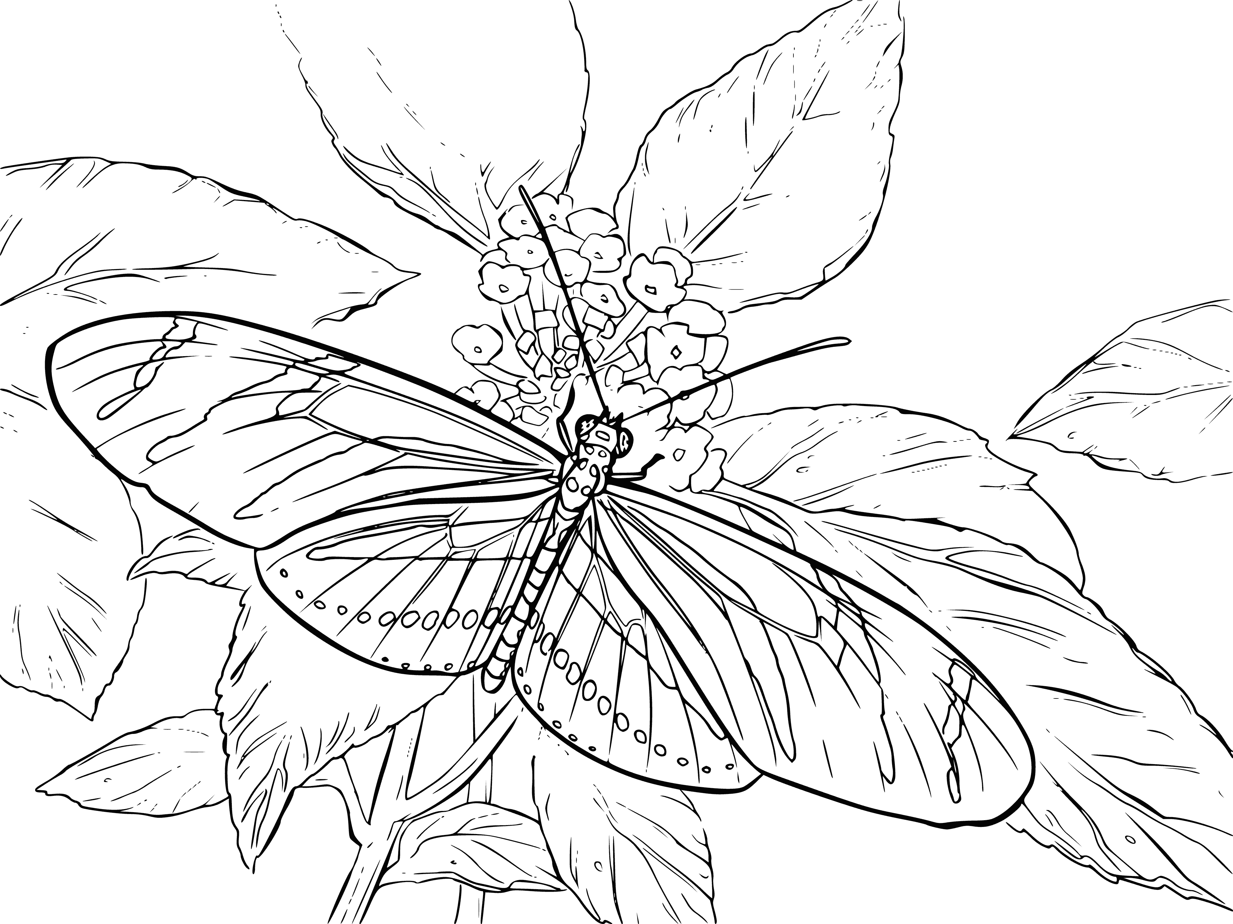 coloring page: Contour coloring of a butterfly against the background of leaves and flowers