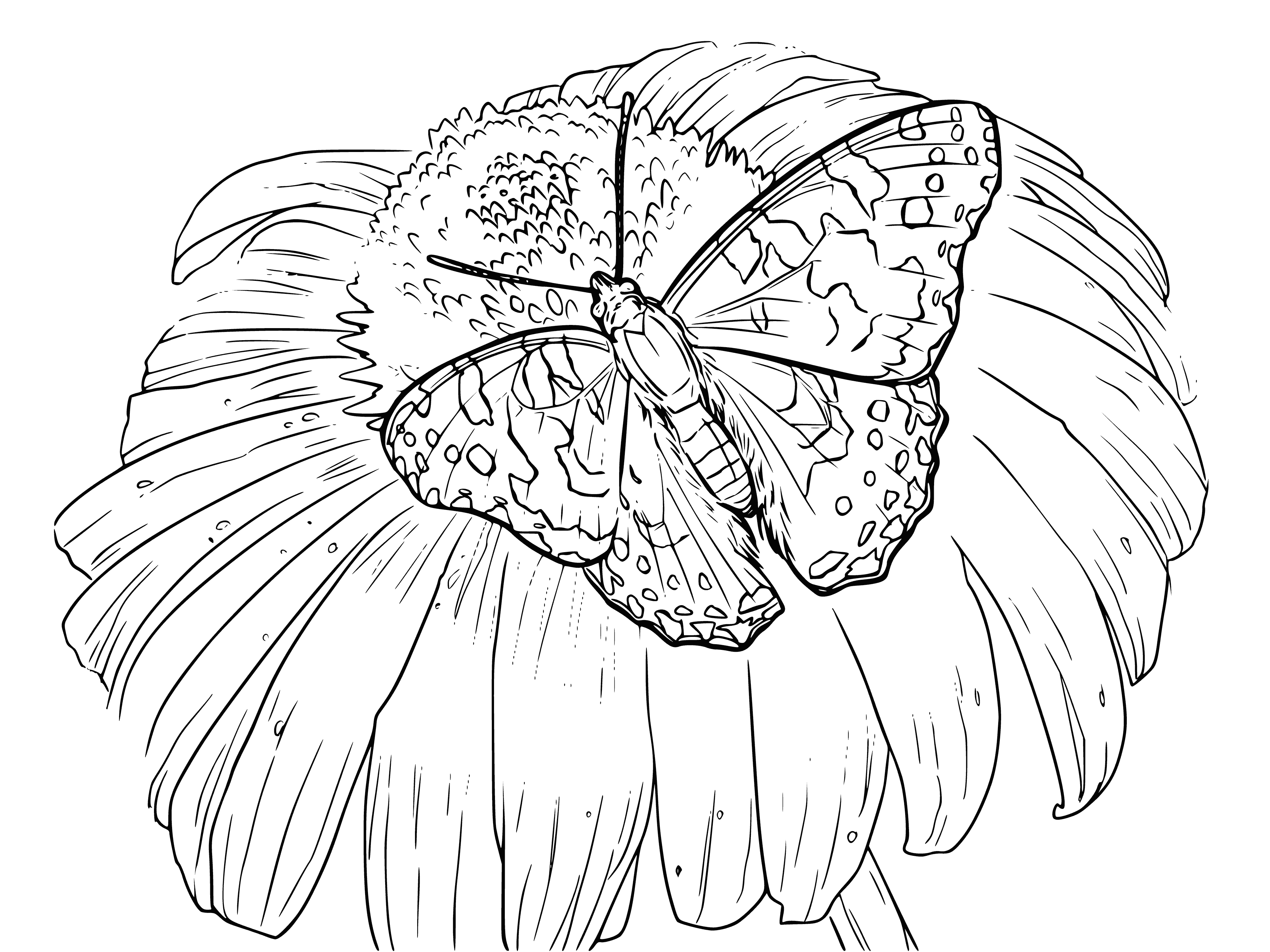 coloring page: Coloring a butterfly in chamomile