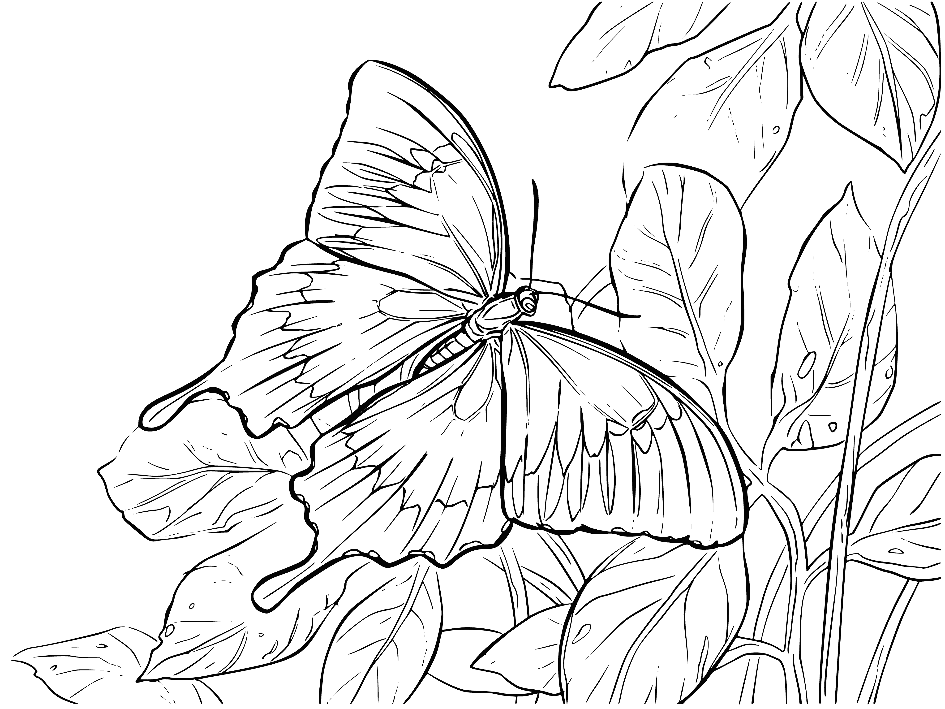 coloring page: Black and white butterfly coloring on leaves