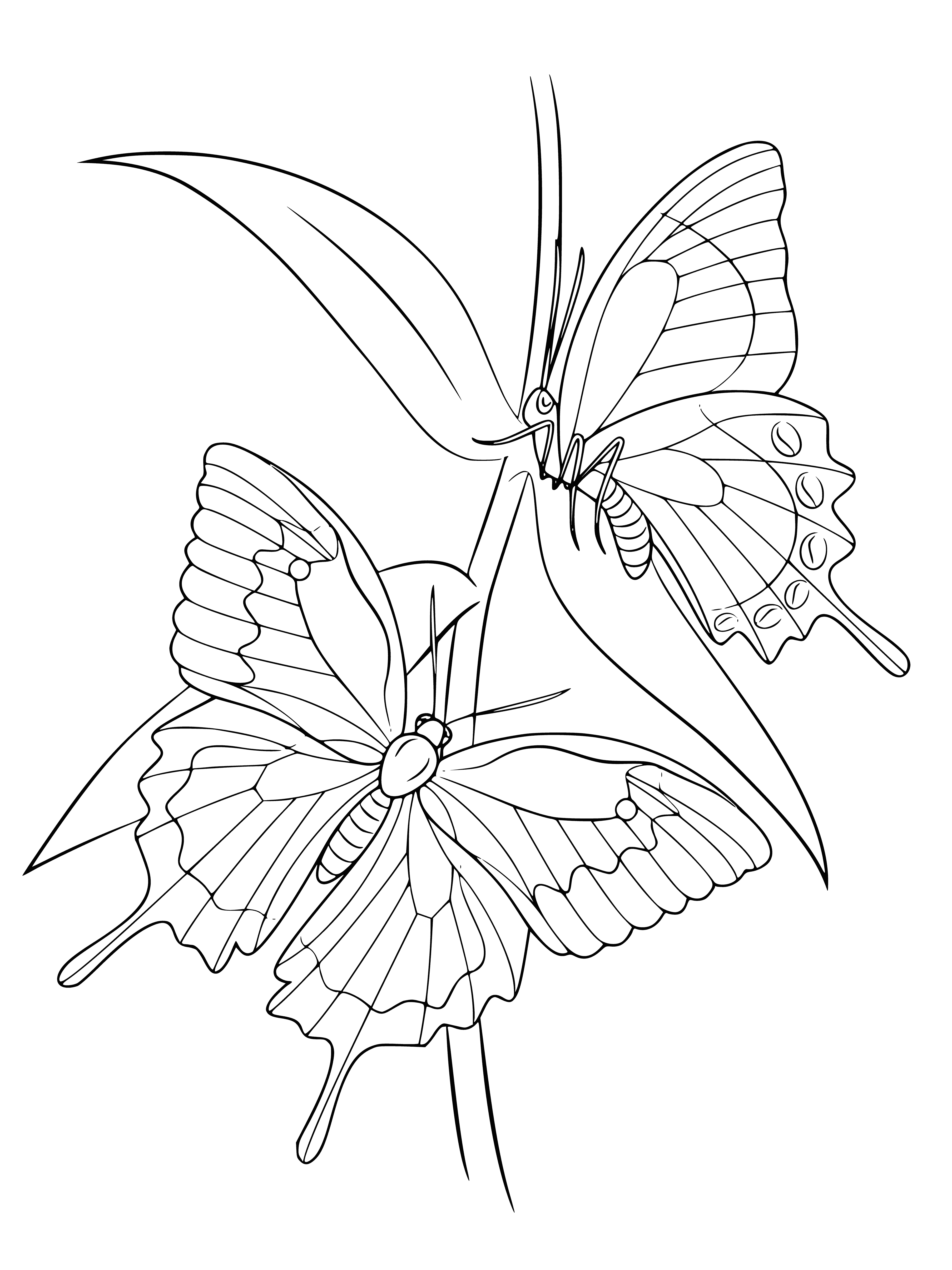 coloring page: Image of two butterflies on a plant for coloring