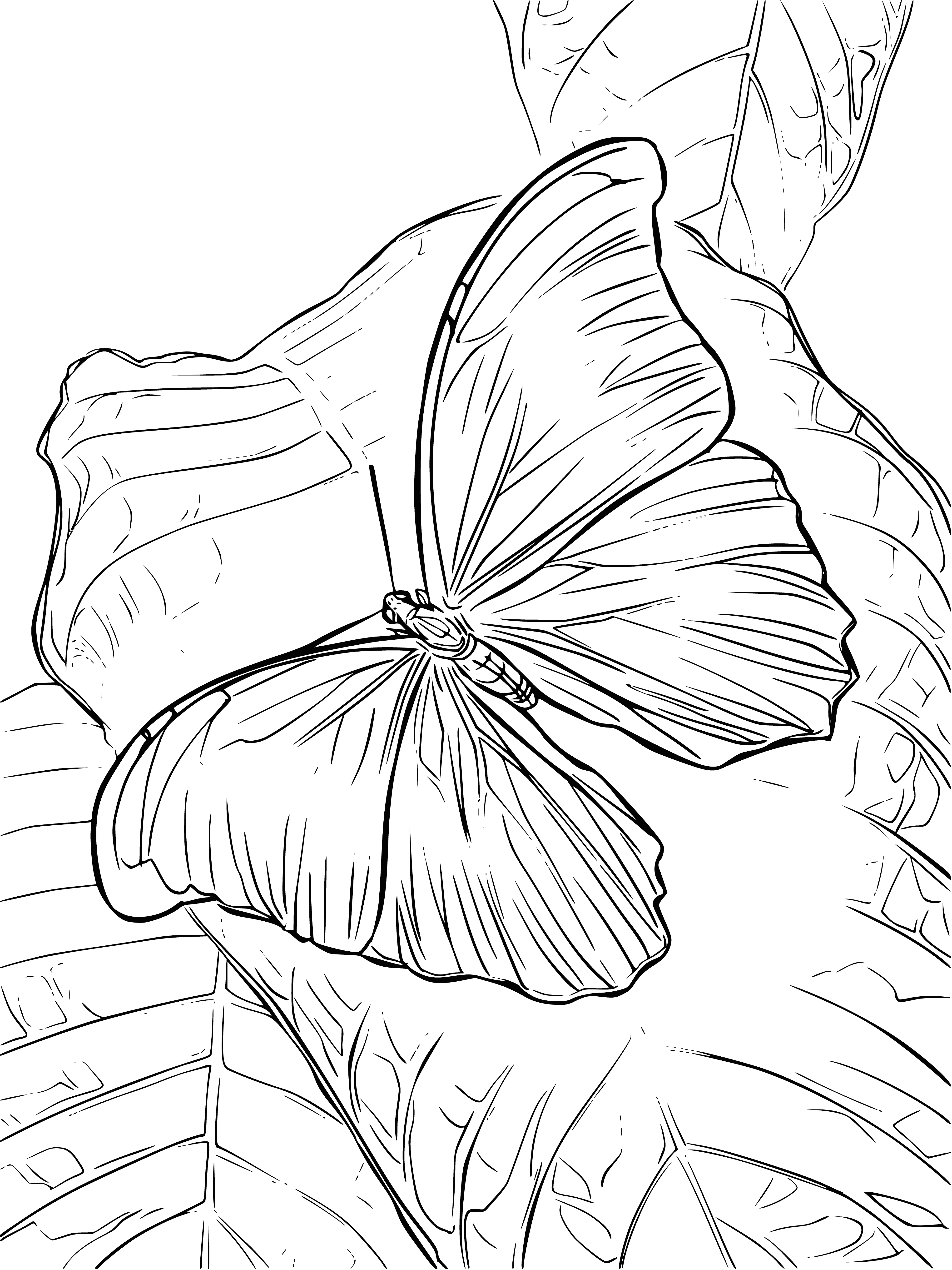 coloring page: Drawing a butterfly on leaves for coloring