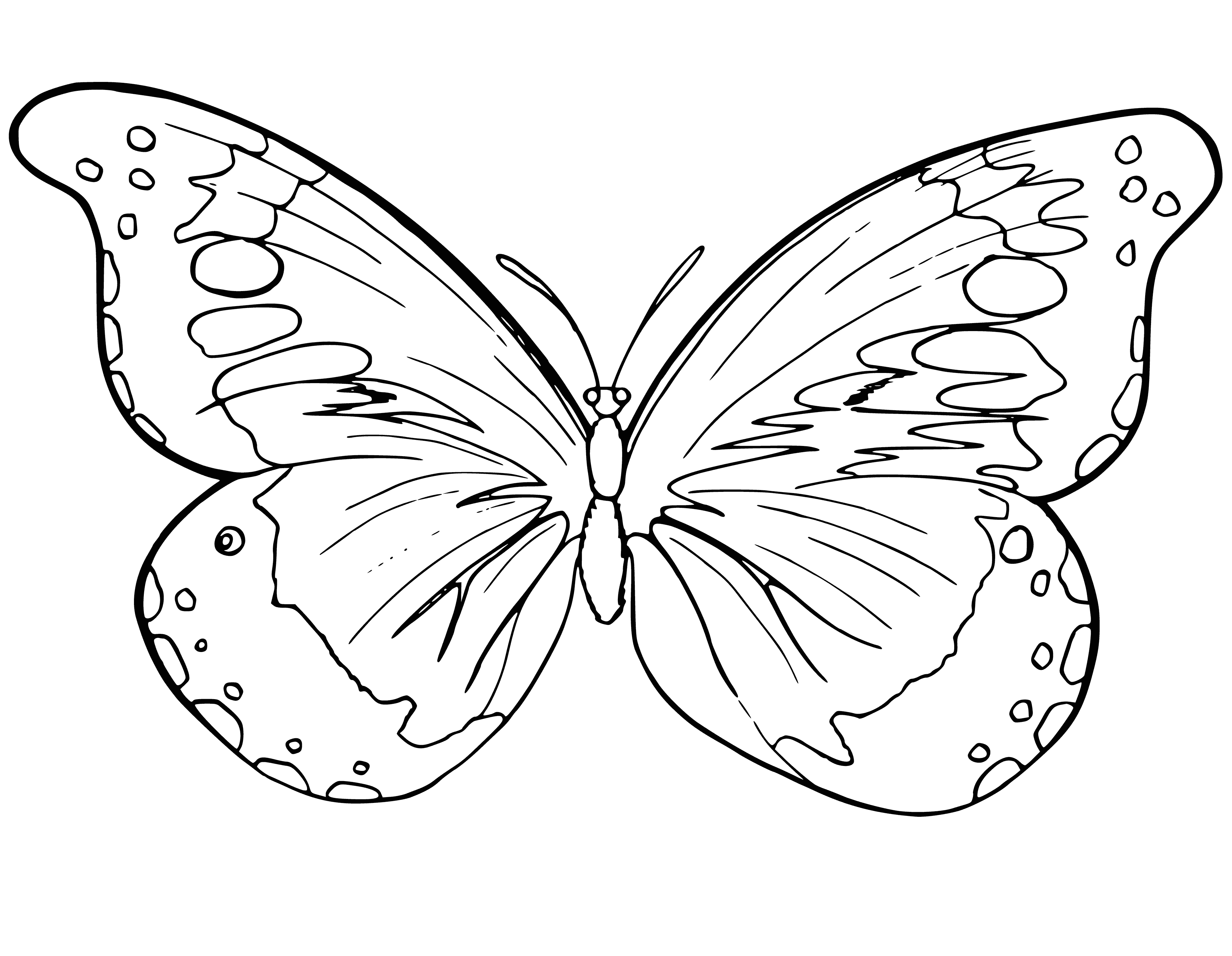 coloring page: Coloring image of a butterfly