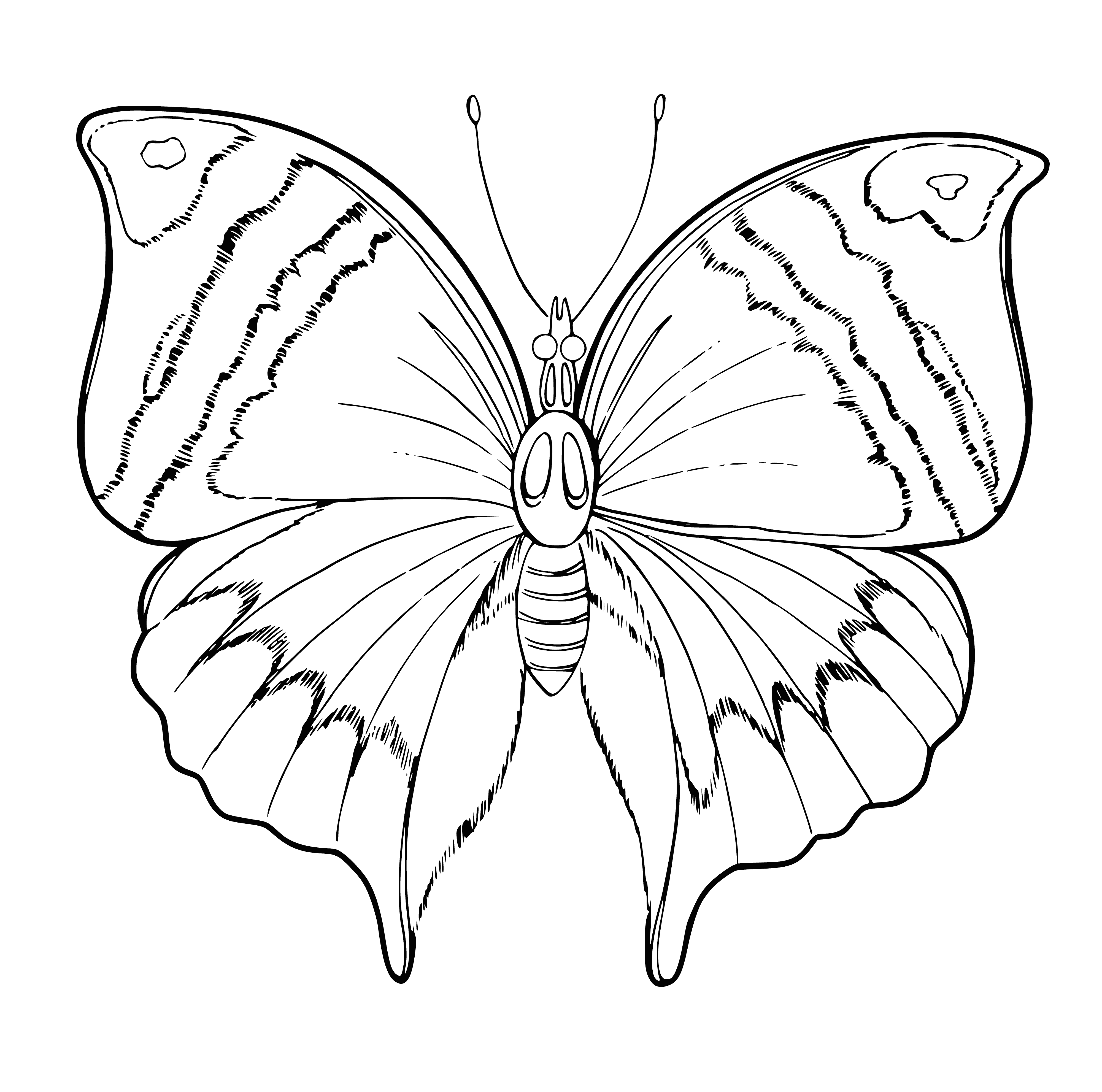 coloring page: Black and white butterfly coloring with a detailed pattern on the wings