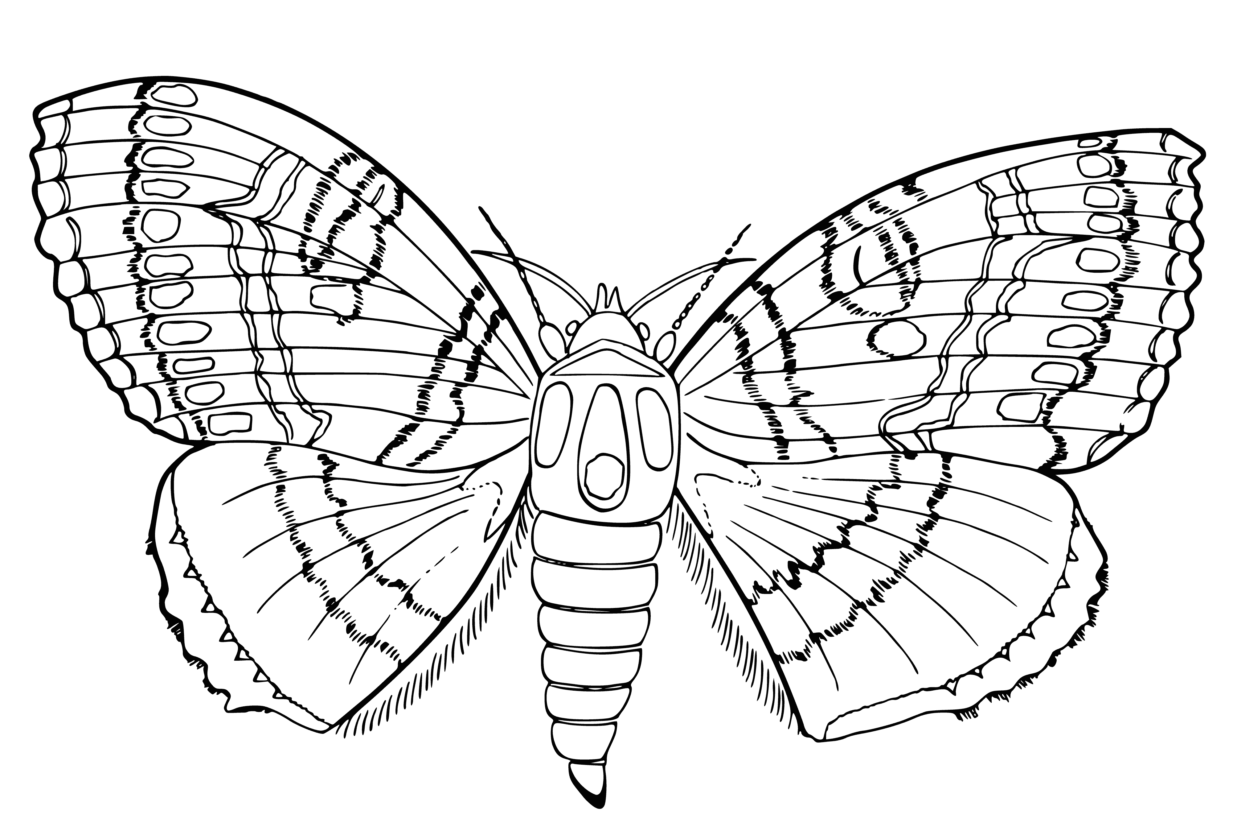 coloring page: Contour butterfly coloring