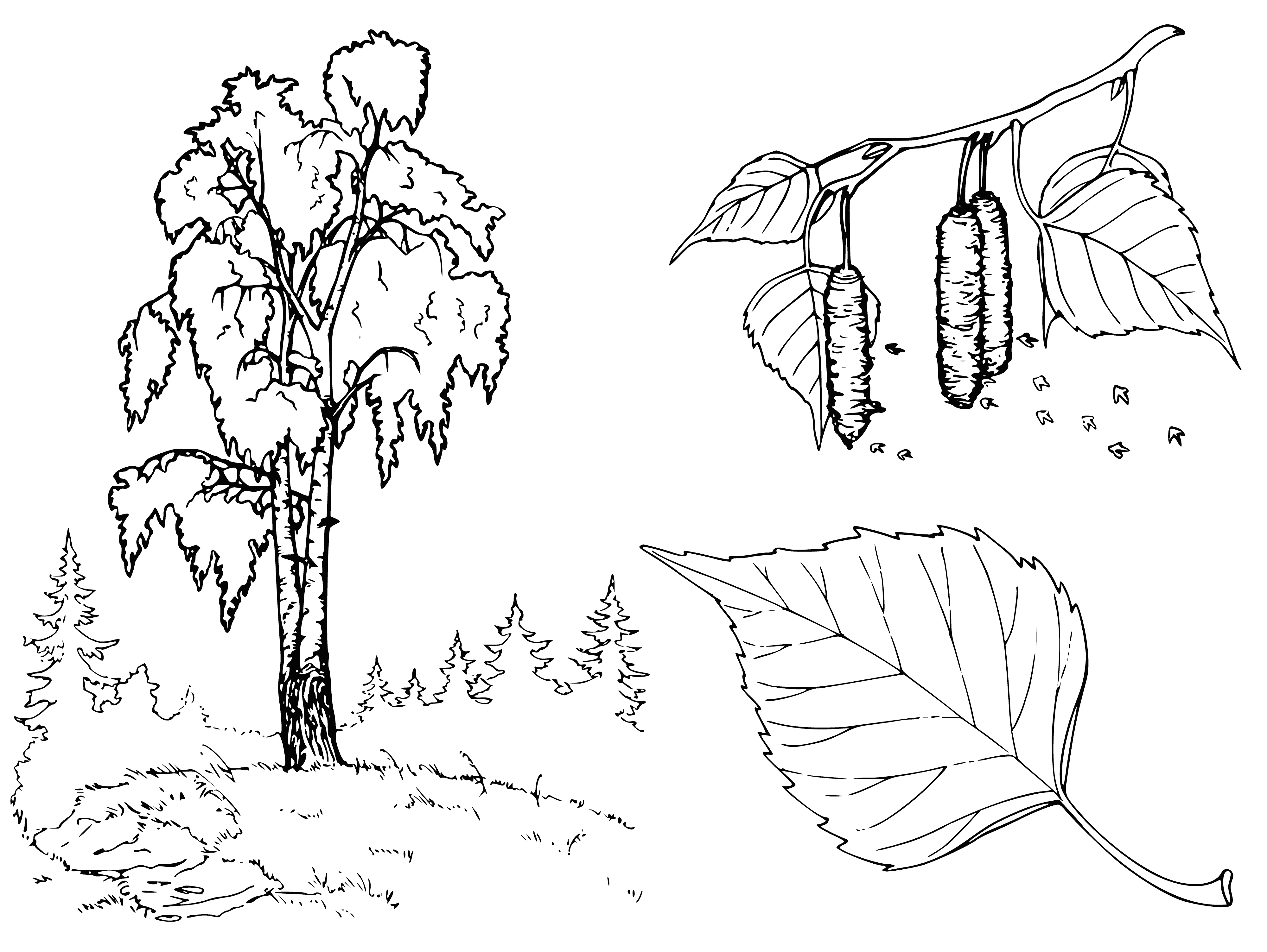 coloring page: Drawing of birch with branch and leaves