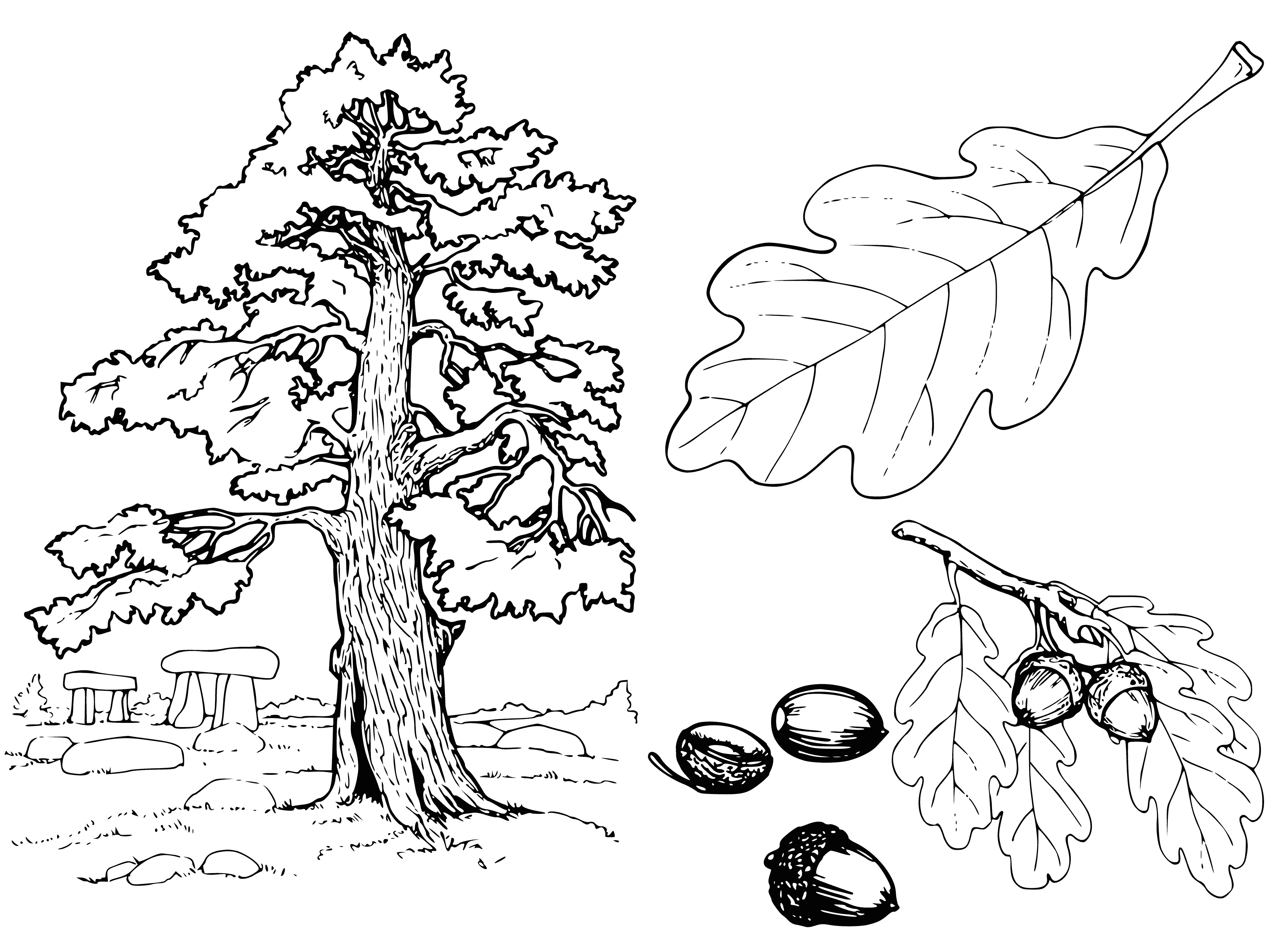 coloring page: Drawing of oak, acorns and leaves