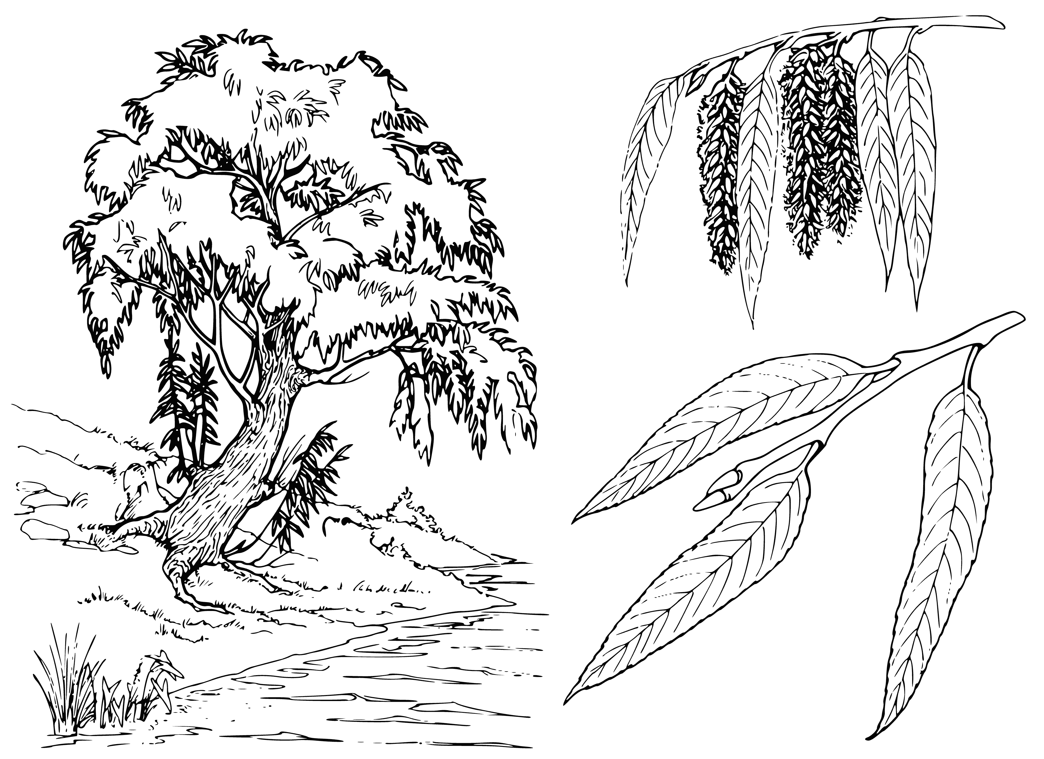 coloring page: Black and white willow coloring with details of leaves and kidneys