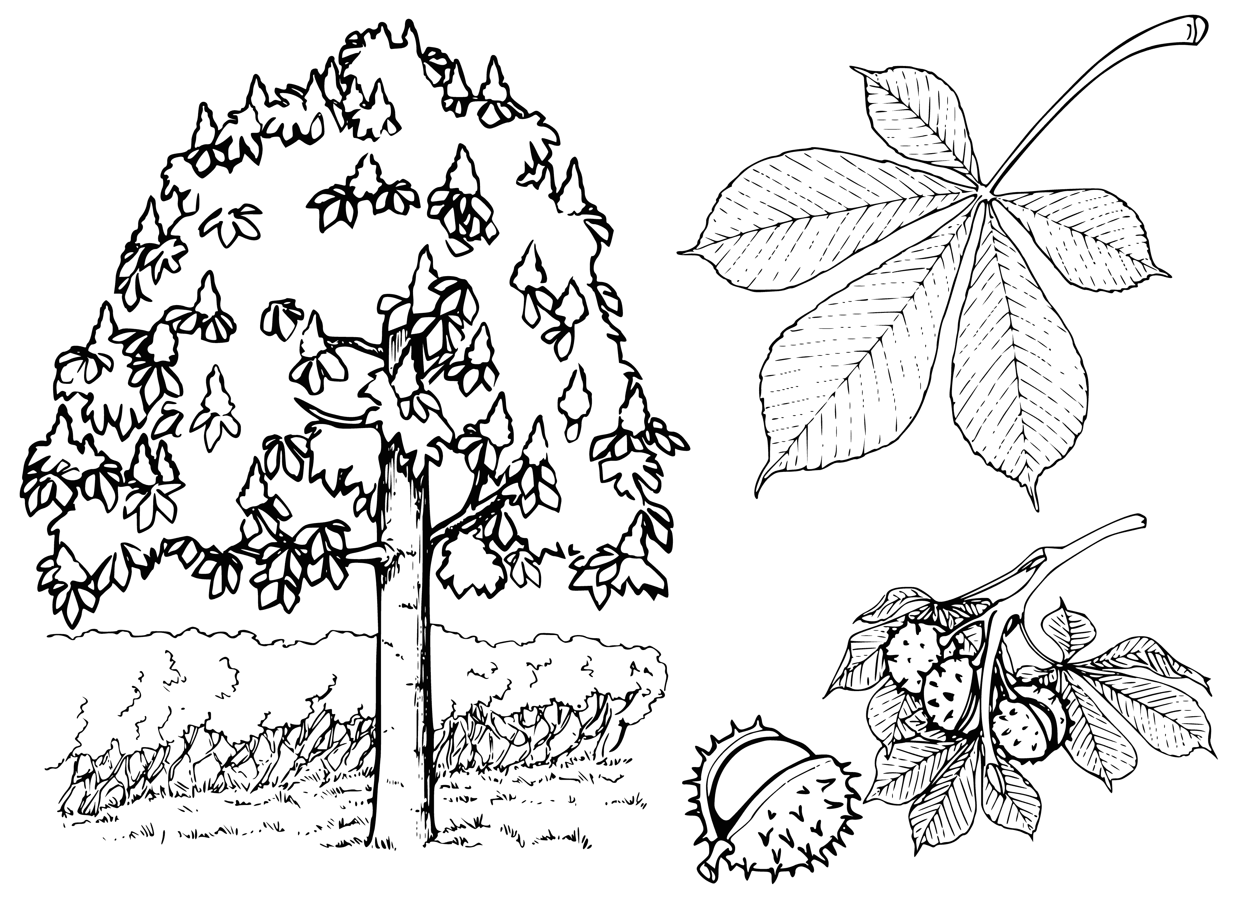 coloring page: Chestnut tree drawing with leaf and fruit