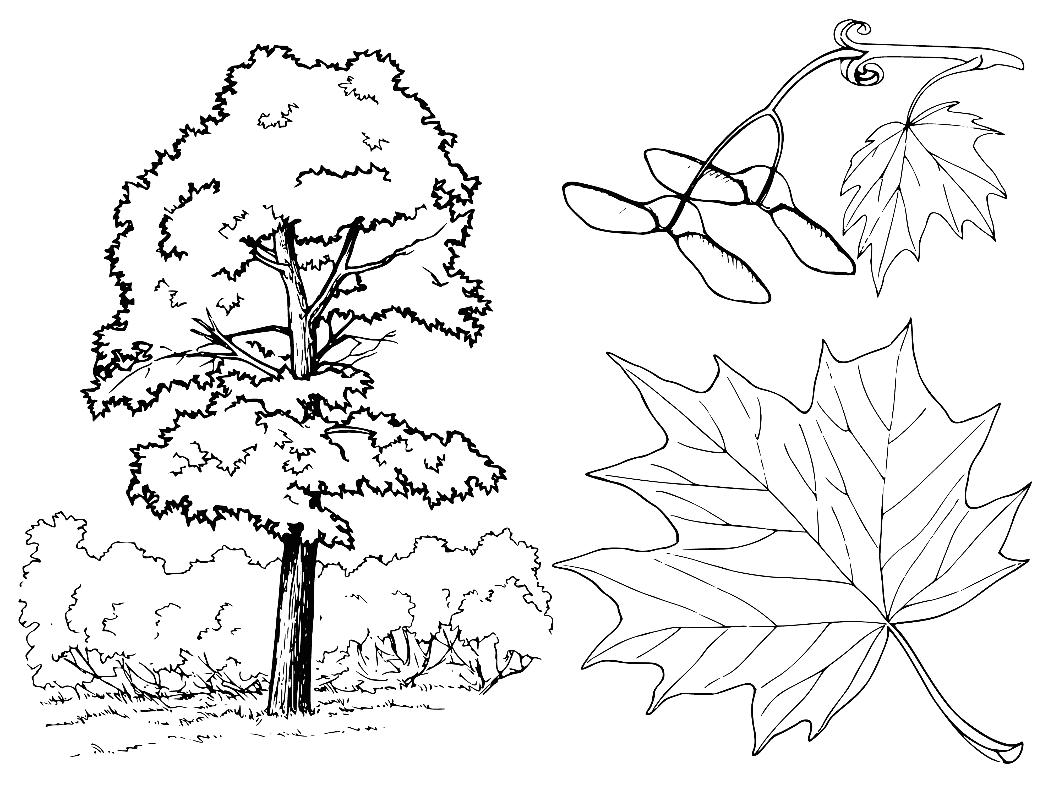 coloring page: Maple tree with leaves