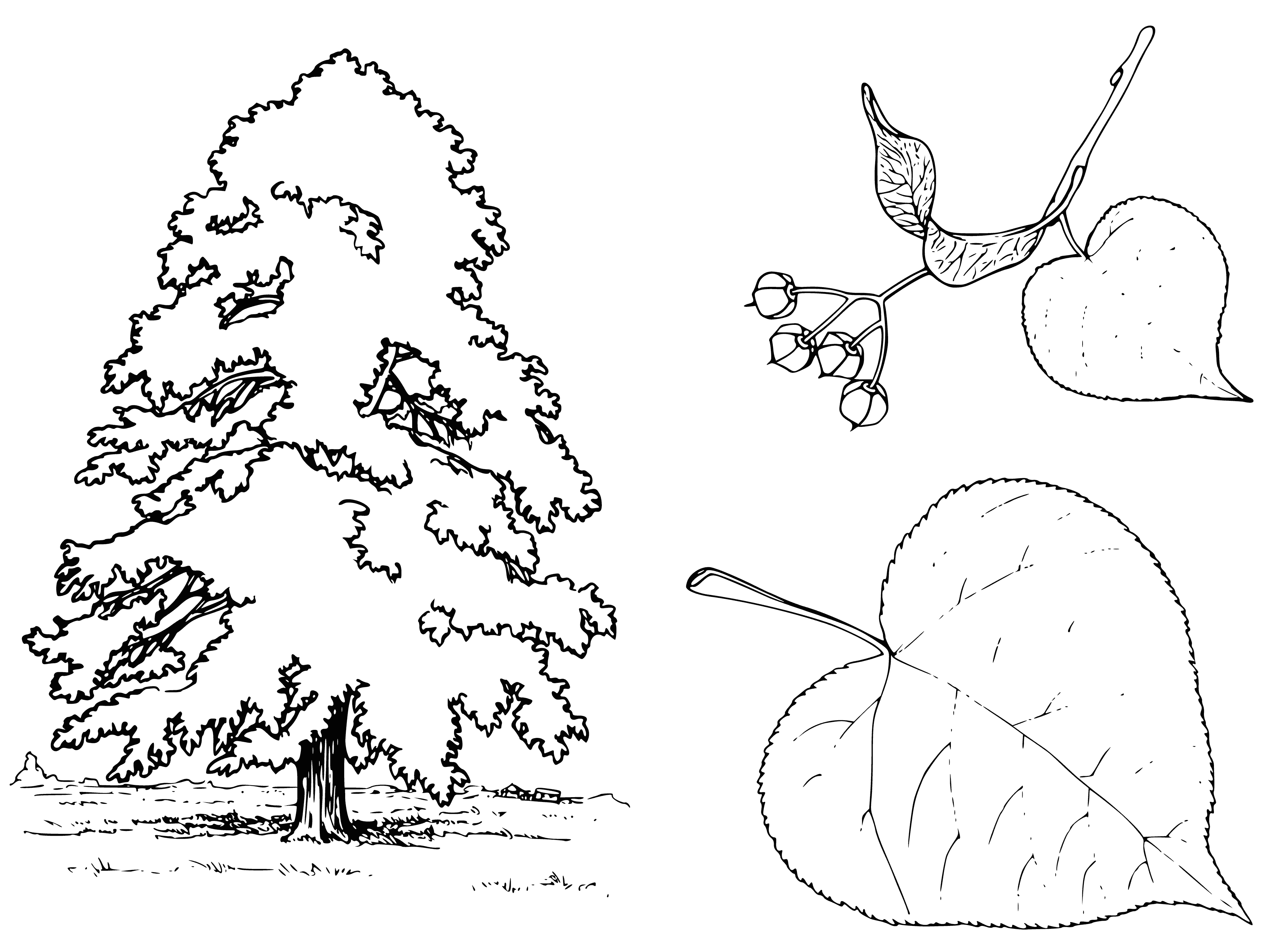 coloring page: Illustration of the linden tree and its leaves