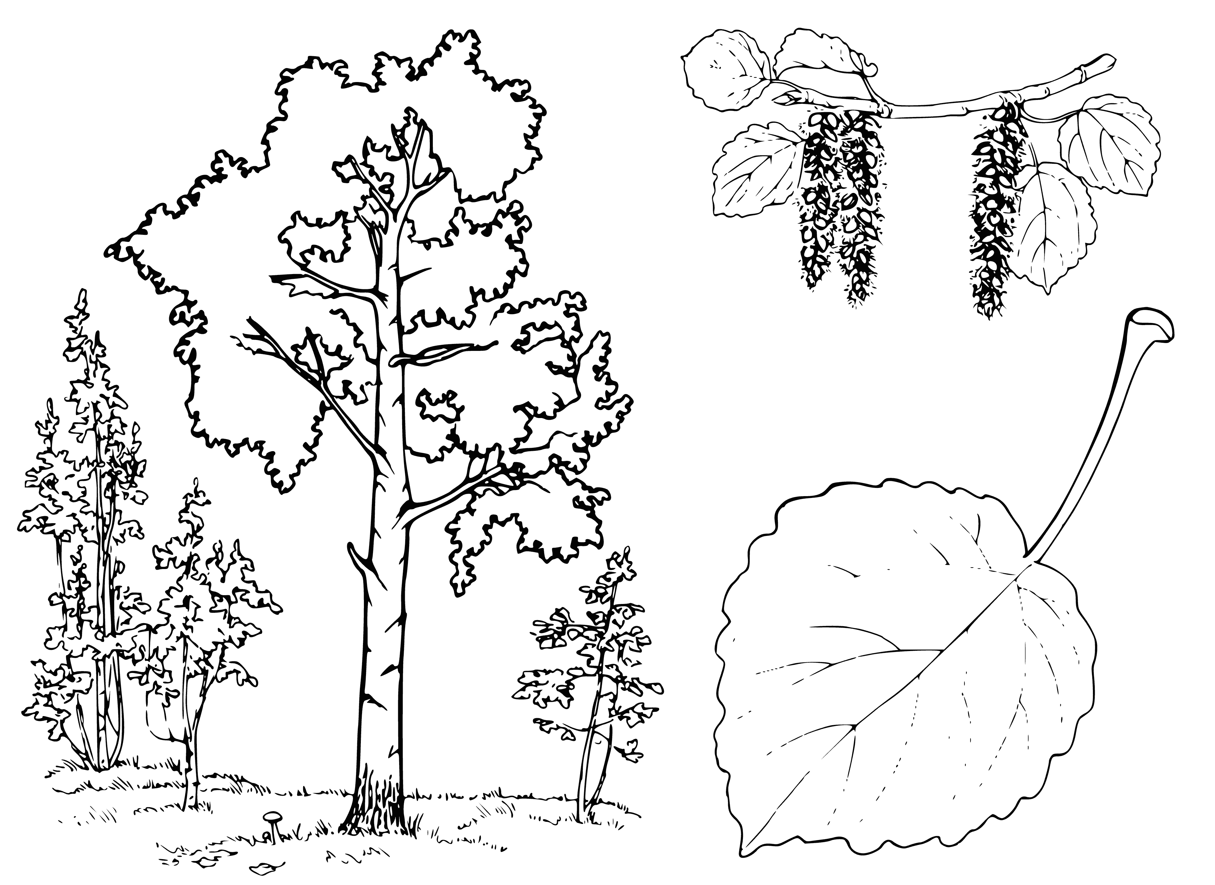 coloring page: Illustration of the aspen tree with leaves and flowers