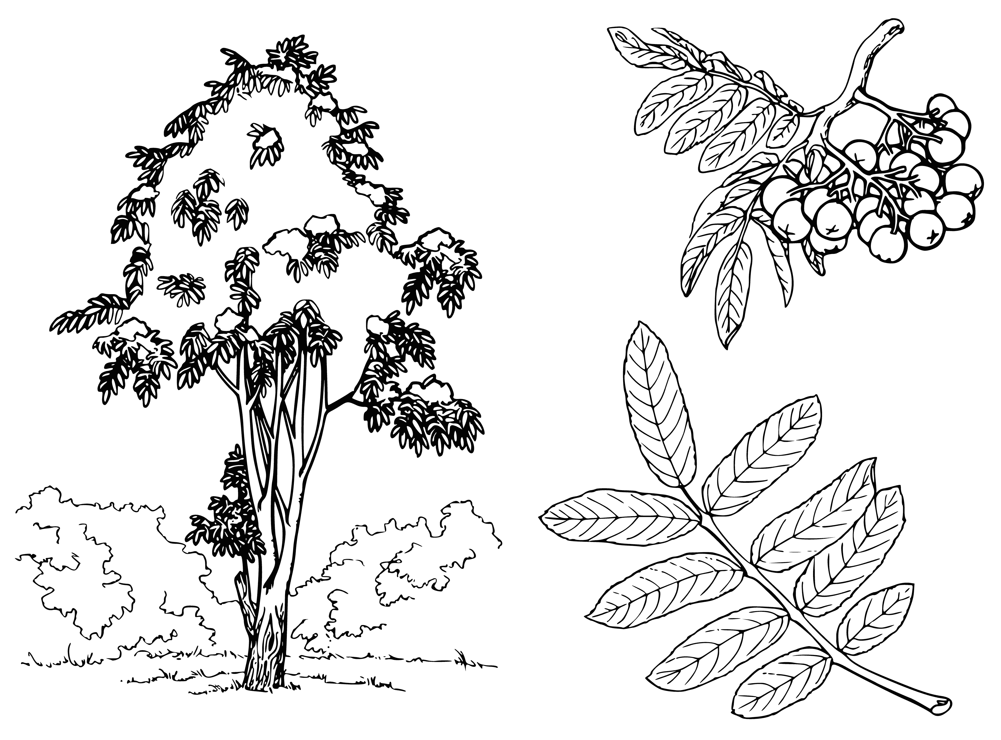 coloring page: Image of a tree with leaves and clusters of berries