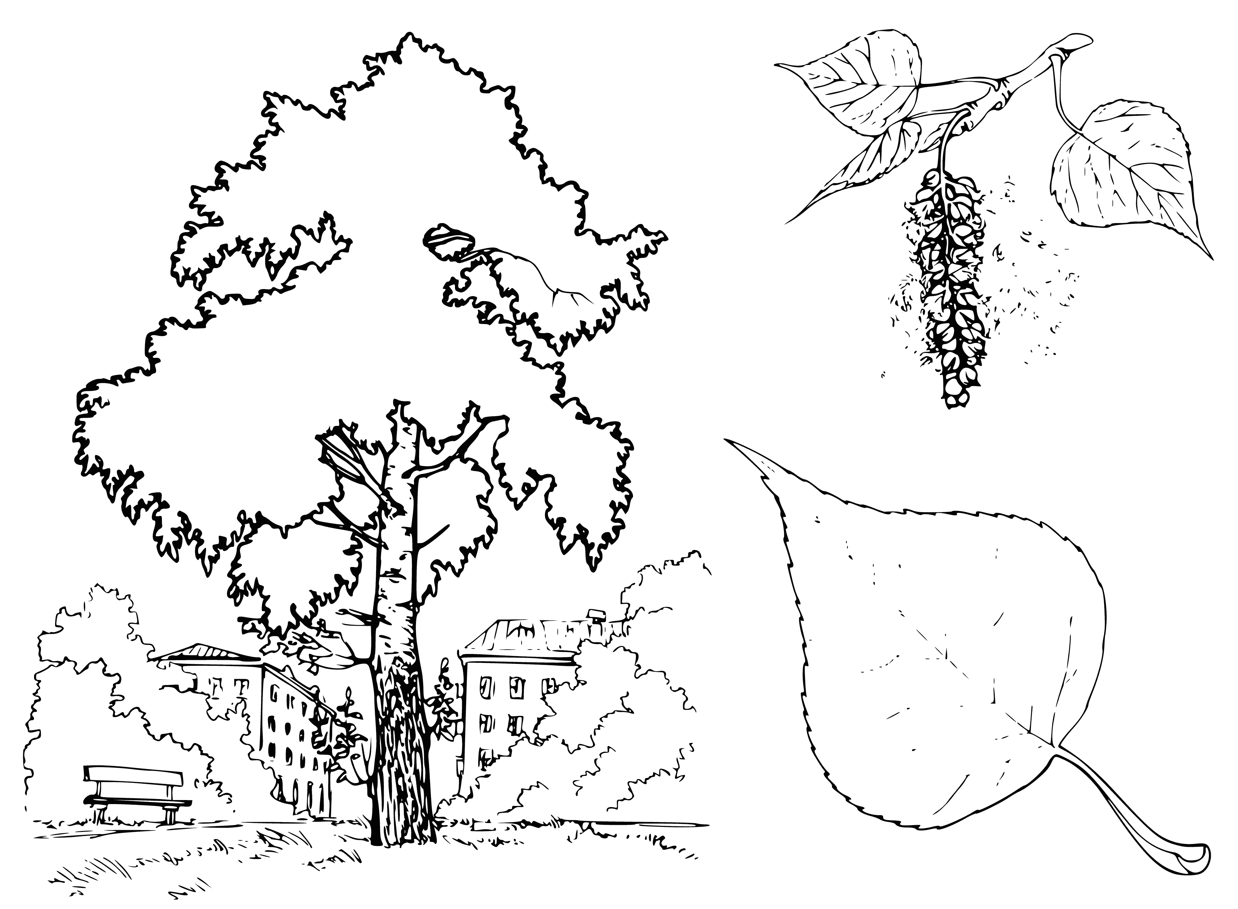 coloring page: Drawing of a poplar tree with leaves and flowers