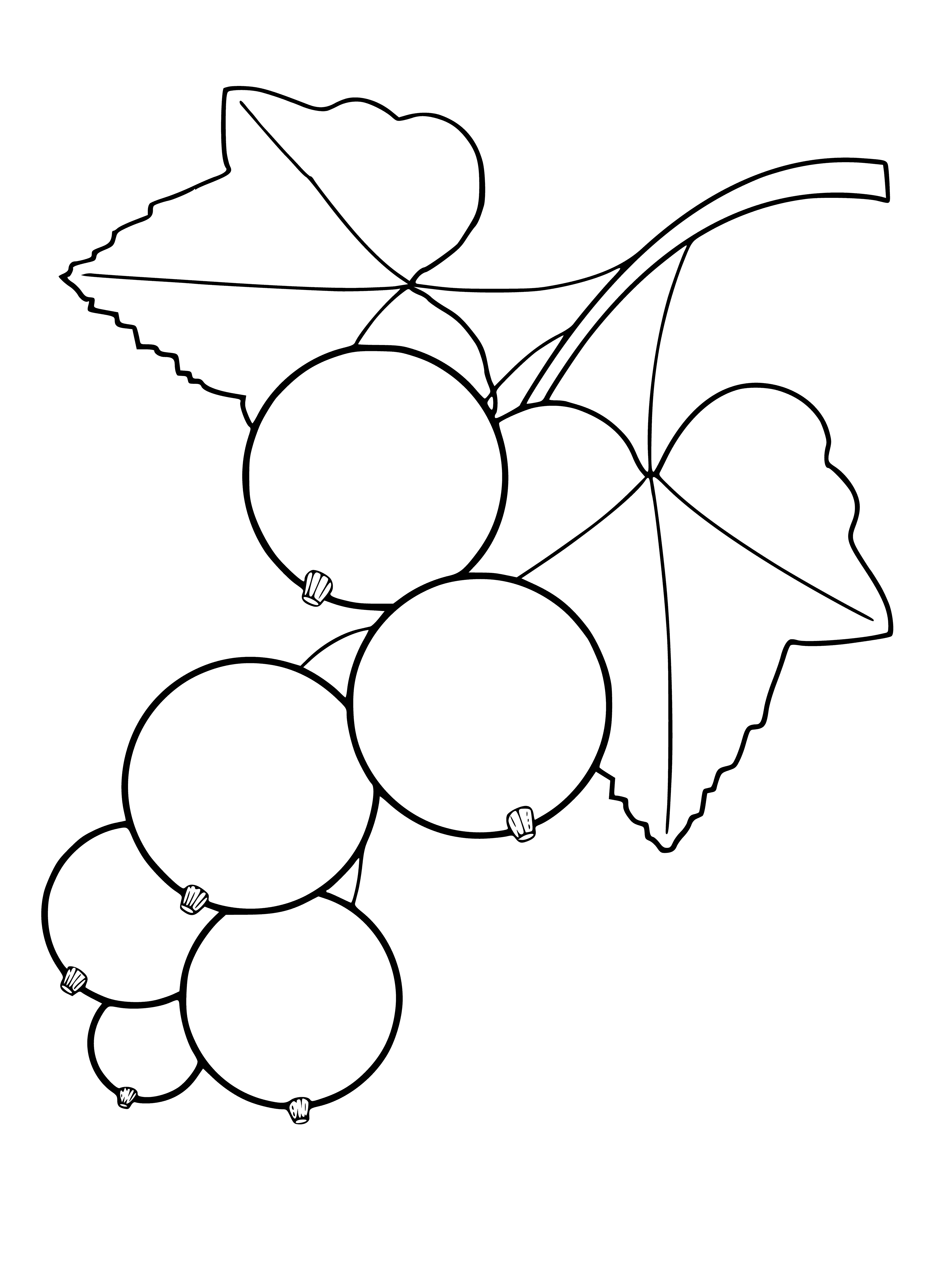 página para colorear: Contorno para colorear de grosellas con bayas y hojas