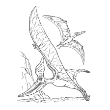 coloring page: Coloring Dinosaurs: Pteranodon and Pterodactyl