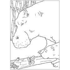 pagina da colorare: Colorazione con orso polare e farfalla