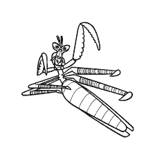 coloring page: Rakurska Mantis Master from the Kung Fu Panda cartoon