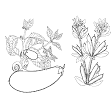 coloring page: Coloring with eggplant and beans