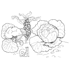 coloring page: Coloring with the image of various types of cabbage and snail