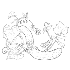 coloring page: Coloring of cucumbers and vines