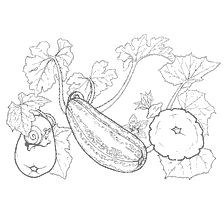 coloring page: Coloring with patisson, zucchini and squash