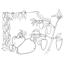 coloring page: Coloring with the image of Bulgarian pepper and various types of pepper in the lines.