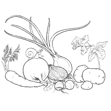 coloring page: Drawing vegetables from the garden: radishes, onions, turnips, potatoes, carrots