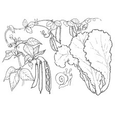 coloring page: Coloring with salad, peas and beans