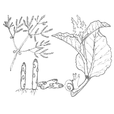coloring page: Vegetables asparagus and rhubarb, coloring book for children