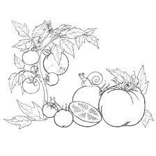 coloring page: Drawing a tomato with leaves and apples on a branch