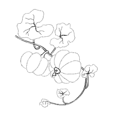 coloring page: Contour coloring pumpkin with leaves and fruits