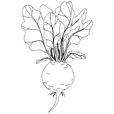coloring page: Contour coloring of beets