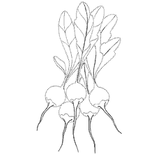 coloring page: Coloring radishes with leaves