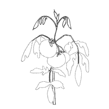 coloring page: Contour image of a tomato on a plant