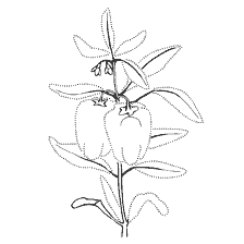 coloring page: Picture coloring sweet pepper with leaves and flowers