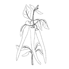 coloring page: Coloring bitter pepper