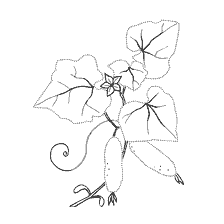 coloring page: Coloring with the image of the cucumber plant with leaves and fruits