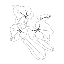 coloring page: Drawing of zucchini with leaves for coloring