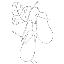 coloring page: Drawing of eggplant with leaf