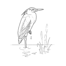coloring page: The heron stands on one leg by the pond