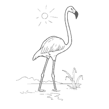 coloring page: Flamingo at the zoo