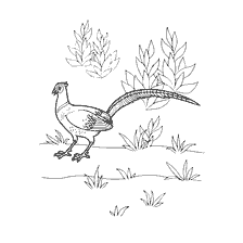 coloring page: Coloring with the image of the pheasant in the natural environment