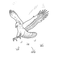 coloring page: Eagle in flight on coloring book