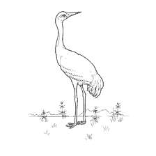 coloring page: Coloring a crane with a spring background